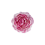 EMBER™ Painter’s Peony Candle | Pink Lotus Scented Floral Decorative Candle